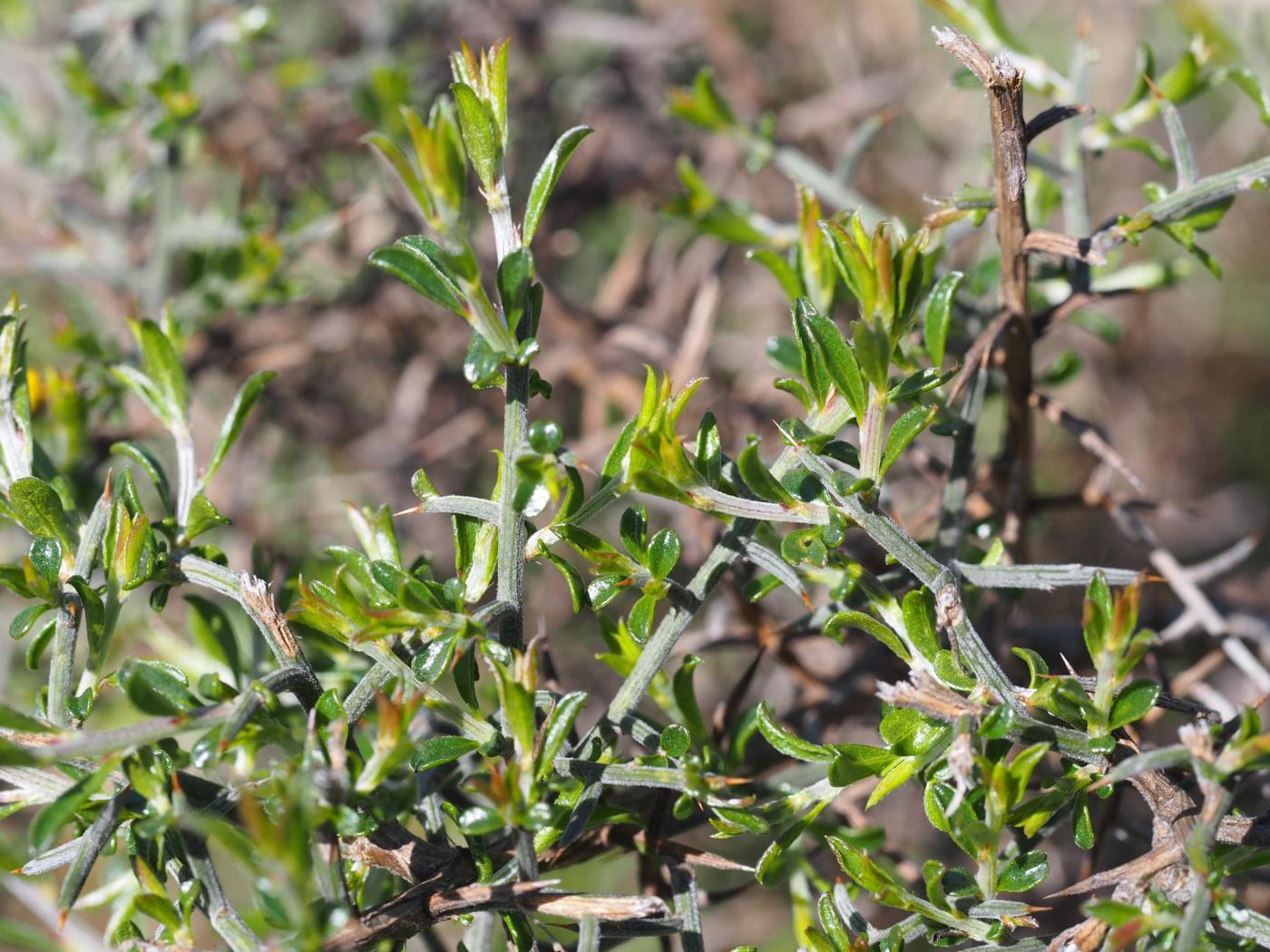 Greenweed, [Scorpion] leaf